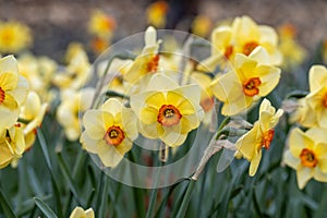 Narcissus Altruist blossoms in the garden in spring