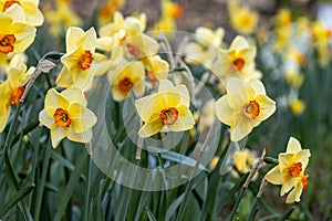 Narcissus Altruist blossoms in the garden in spring