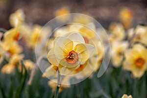 Narcissus Altruist (Narcissus poeticus) blossoms in the garden in spring