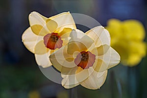 Narcissus Altruist (Narcissus poeticus) blossoms in the garden in spring