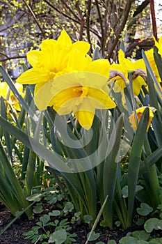 Narcissus,  Amarylli daeceae.  flowers in spring