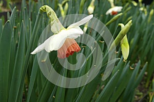 Narcissus Amaryllidaceae `pink charm` variety.