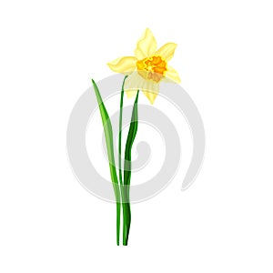 Narcissus as Spring Flowering Perennial Plant with Yellow Flower and Leafless Stem Closeup Vector Illustration