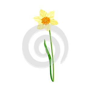 Narcissus as Spring Flowering Perennial Plant with Yellow Flower and Leafless Stem Closeup Vector Illustration