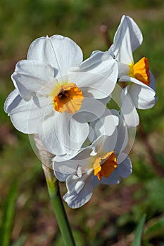 Narcissus Barrett Browning or daffodil photo