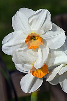 Narcissus Barrett Browning or daffodil photo