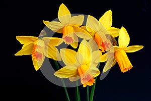 Narcissus Beauties photo