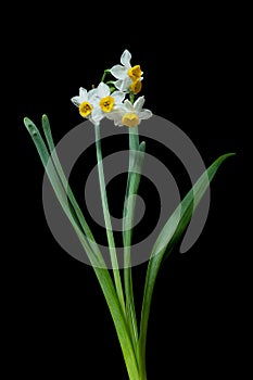 Narcissus is a beautiful flower.