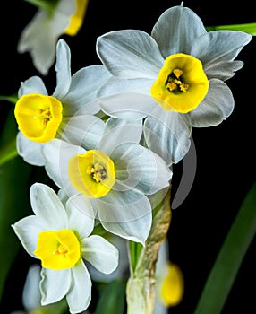 Narcissus is a beautiful flower.