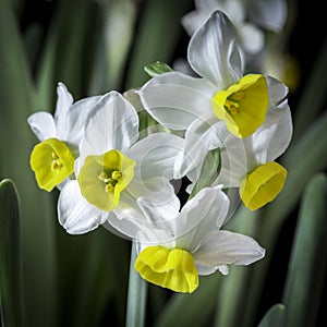 Narcissus is a beautiful flower.