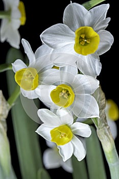 Narcissus is a beautiful flower.