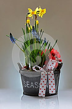 Narcissus, Begonia and Muscari armeniacum