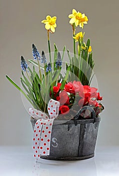 Narcissus, Begonia and Muscari armeniacum