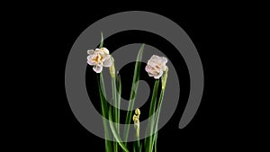 Narcissus. Blooming of beautiful white and yellow flowers on black background, Daffodil. Timelapse.