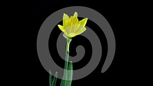 Narcissus. Blooming of beautiful yellow flowers on black background, Daffodil. Timelapse. 4K. wedding background