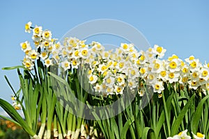 Narcissus blooming