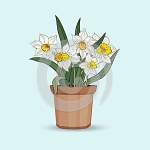 Narcissus. A bouquet of flowers in a flower pot on a white background. Vector