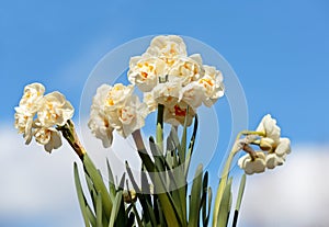 Narcissus Bridal crown blooming with white flowers