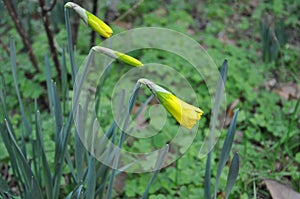 Narcissus buds in nature in spring.Close-up of yellow daffodil buds. Natural background. Spring concept