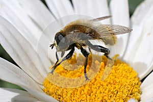 Narcissus Bulb Fly on a Daisy