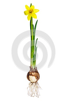 Narcissus with bulb and roots isolated on white photo