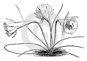 Narcissus Bulbocodium Monophyllus vintage illustration photo