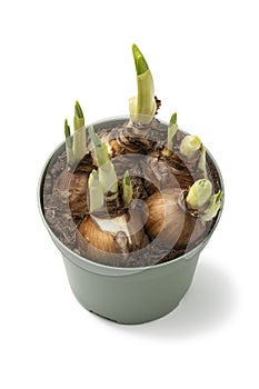 Narcissus bulbs growing in a plant pot in springtime isolated on white background