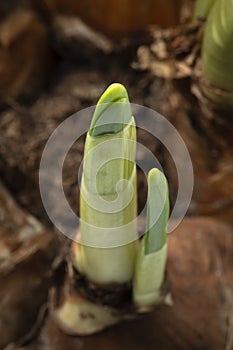 Narcissus bulbs growing in springtime