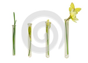 Narcissus and Butterfly Growth in Culture Tubes