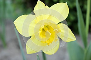 Narcissus close up, yellow daffodil national flower of  Wales Stock photo