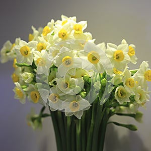 Narcissus