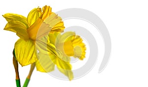 Narcissus, couple yellow Daffodil flowers isolated on white background, close up