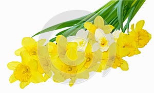 Narcissus Daffodial photo