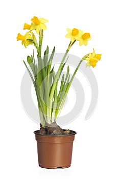 Narcissus (Daffodil)