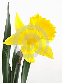 Narcissus Daffodil