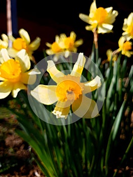 Narcissus daffodil flower in garden