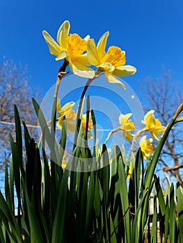 Narcissus daffodil flower in gardenon blue sky