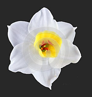 Narcissus daffodil flower isolated on black background closeup macro, lovely beautiful
