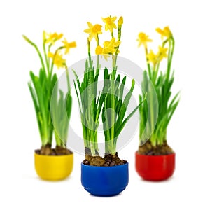 Narcissus and daffodil in the flower pot