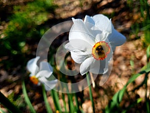 Narcissus daffodil flower in woods