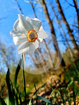 Narcissus daffodil flower in woods