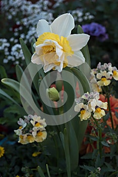 Narcissus daffodil flowers