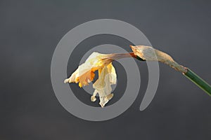 Narcissus or Daffodil herbaceous bulbiferous geophytes plant with dried shriveled light yellow flower