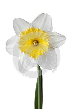 Narcissus, daffodil, jonquil isolated on white background