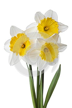 Narcissus, daffodil, jonquil isolated on white background