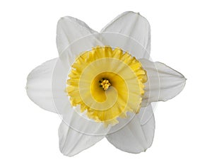 Narcissus, daffodil, jonquil isolated on white background