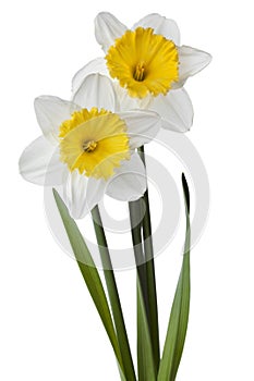 Narcissus, daffodil, jonquil isolated on white background