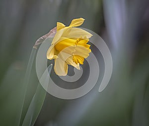 Narcissus, daffodil or jonquil spring flowers with nive bokeh