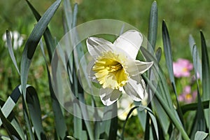 Narcissus. Daffodil. Narcissus flowers in spring in nature. Narcissus background. Floral pattern. Spring flowers xanthous. Lent.