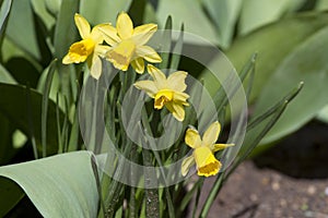 Narcissus. Daffodil. Narcissus flowers in spring in nature. Narcissus background. Floral pattern. Spring flowers xanthous. Lent.